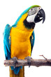 Parrot Parrot