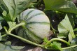 Melon plein champ