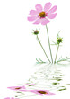 cosmos