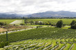 Vineyard in New Zealand