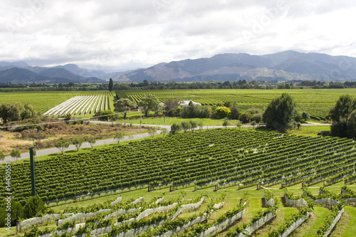 Photo: Vineyard in New Zealand Vineyard in New Zealand