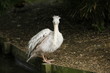 Pélican au bord de l'eau