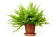 Nephrolepis