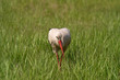 Foto: Weißstorch Weißstorch