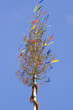 Maibaum
