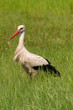 Foto: Weißstorch Weißstorch