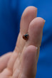 Marienkäfer auf Hand