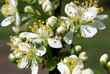 Plum Tree Blossoms