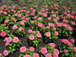Zinnia explosion