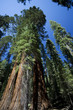 Sequoia forest