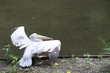 Pélican au bord de l'eau