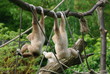 Gibbon lar ou Gibbon à mains blanches