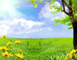 Spring meadow