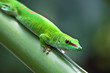 Green gecko