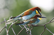 pair pair