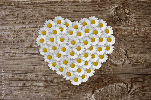 Foto: herz aus margeriten auf holz herz aus margeriten auf holz