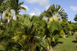 France, Martinique, Habitation Clément France, Martinique, Habitation Clément