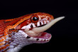 Panterophis Guttatus