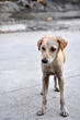 Injured Dog