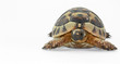 turtule