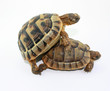 turtle sex