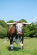 Cow, English longhorn Cow, English longhorn