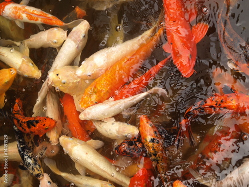 Photo: Fish in a pond. Fish in a pond.
