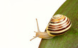 Grove snail on green leaf