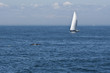Baleine et Voilier