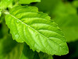 Hot basil leaves