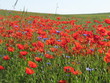 Klatschmohn im Feld