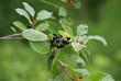 alder buckthorn