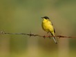 yellow wagtail alighted on a barbed wire yellow wagtail alighted on a barbed wire