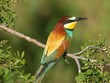 bee-eater perched in a tree bee-eater perched in a tree