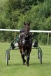 Photo : Course hippique #6