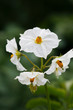 Foto: Kartoffelblüten Kartoffelblüten