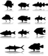 Sea animals fish silhouettes vector set