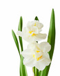 Daffodil