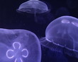 Medusas Medusas