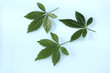 Foto: Jiaogulan lat. Gynostemma pentaphyllum Jiaogulan lat. Gynostemma pentaphyllum