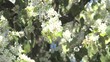 blooming tree, blossoms