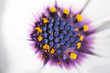 Macro