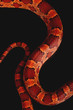 a macro of the skin of a beautiful snake