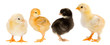 Yellow chicks and one chick black