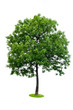 Isolated tree