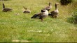 Greylag geese and various aged gosllings preening themselves