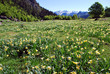Jonquilles en Ossau
