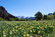 Champs de jonquilles en Ossau