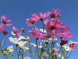 cosmos