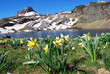 Jonquilles au lac Roumassot